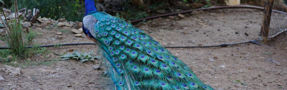 5193a3bf53ecf_peacock.jpg